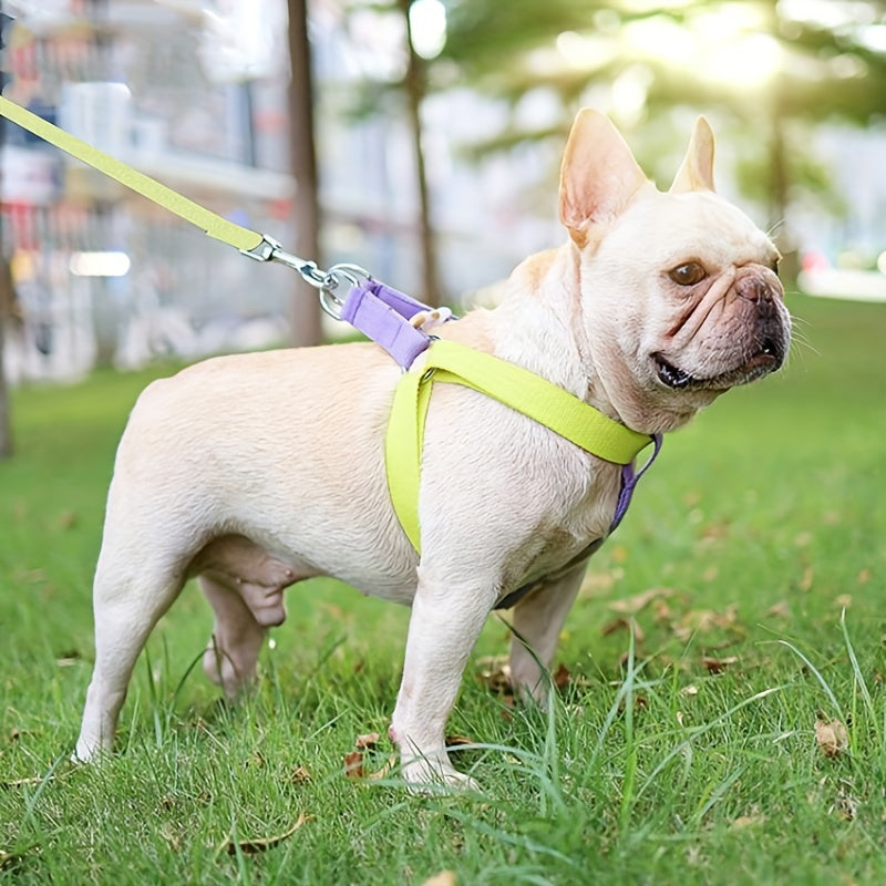French bulldog wearing a pastel harness and leash on green grass