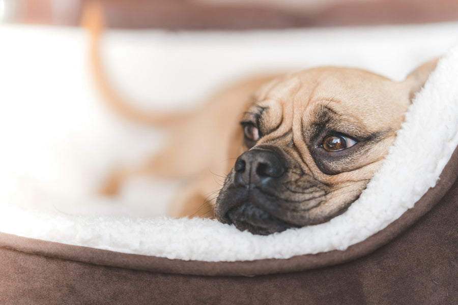 Hund kuschelt sich in sein Hundebett