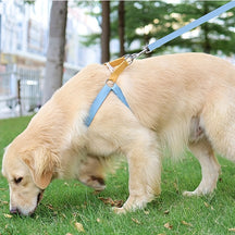 Rainbow Escape-Proof Harness Set