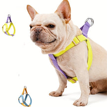 Rainbow Escape-Proof Harness Set