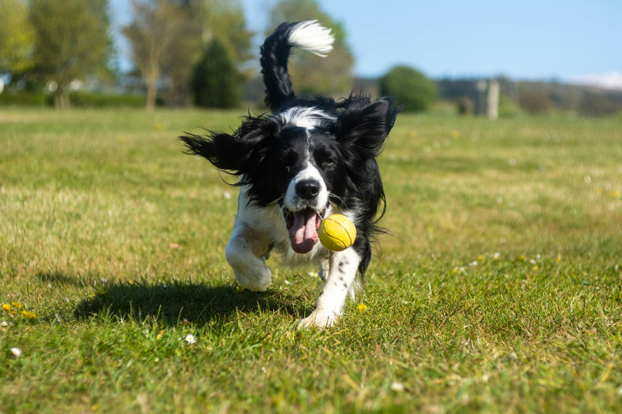 Border-Collie-Welpe spielt mit einem Ball